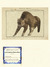 An_co_2011_felis koti_tiny